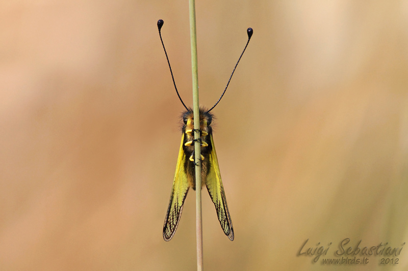 Libelloides latinus